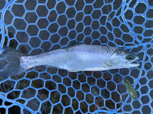 レインボートラウトの釣果