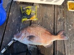 マダイの釣果