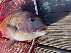 マダイの釣果