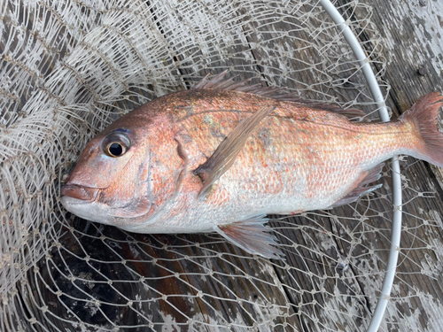 マダイの釣果