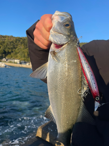 スズキの釣果