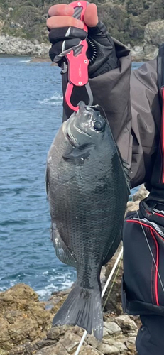 クロメジナの釣果