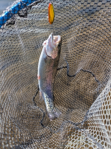 ニジマスの釣果