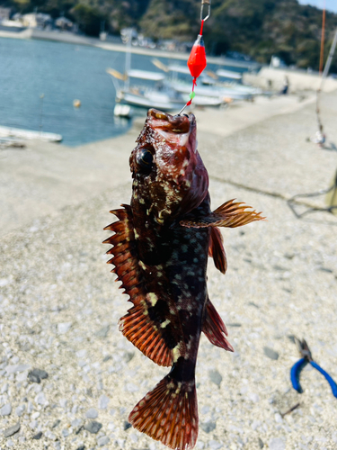 カサゴの釣果