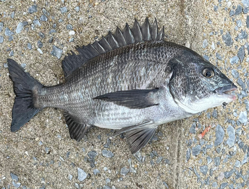 チヌの釣果