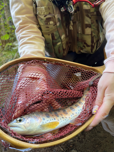 ヤマメの釣果