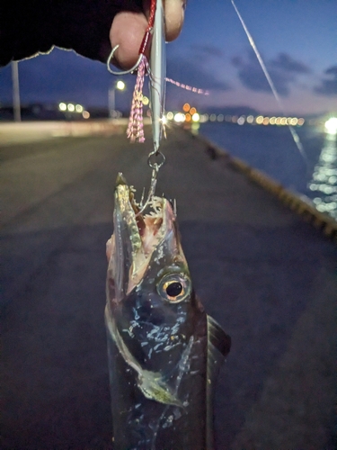 タチウオの釣果