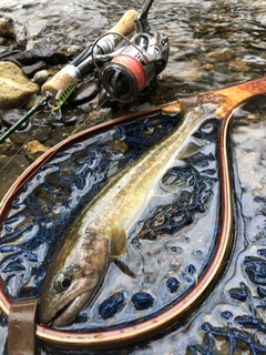 イワナの釣果