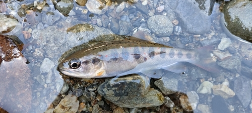 アマゴの釣果