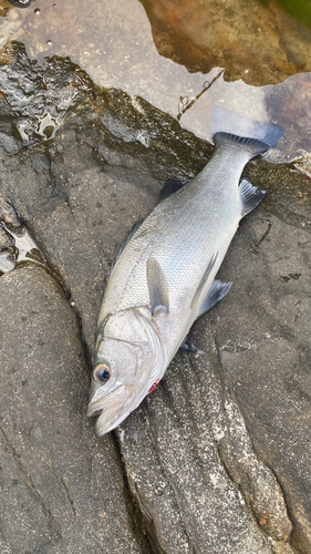 ヒラスズキの釣果