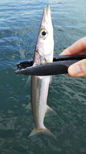 カマスの釣果