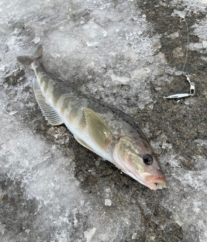 ホッケの釣果