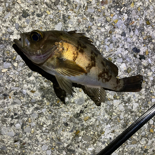 メバルの釣果