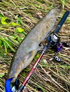 マナマズの釣果