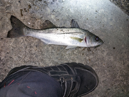 セイゴ（マルスズキ）の釣果