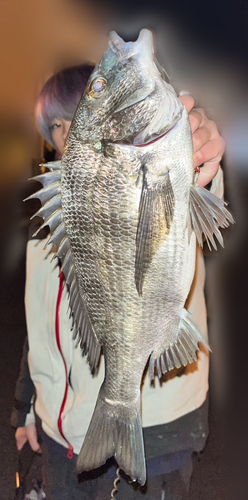 チヌの釣果