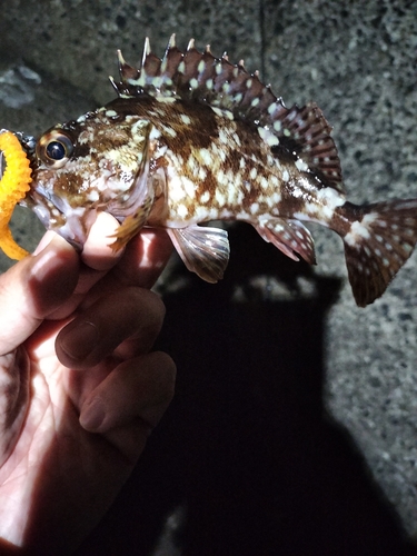 カサゴの釣果