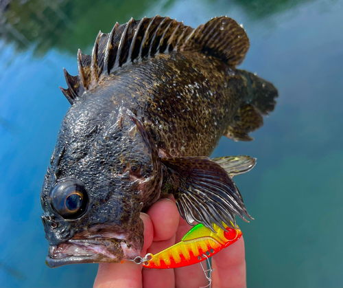 ムラソイの釣果