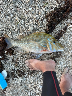 ハマフエフキの釣果