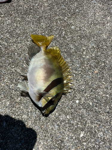 ヒメアイゴの釣果