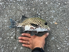 チョウチョウコショウダイの釣果