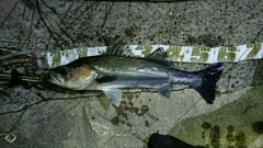 マダカ(マルスズキ)の釣果