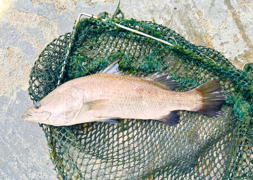 バラマンディの釣果