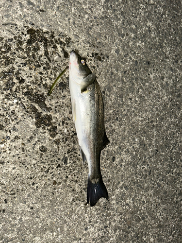 フッコ（マルスズキ）の釣果