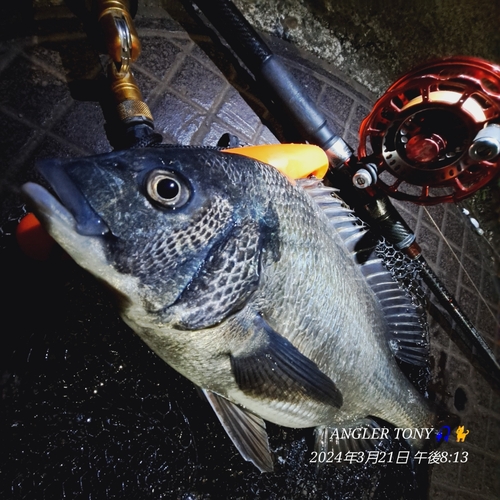 チヌの釣果