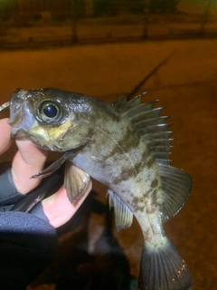 メバルの釣果