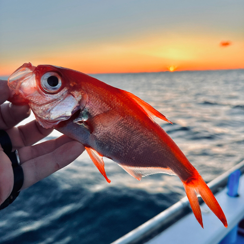 キンメダイの釣果