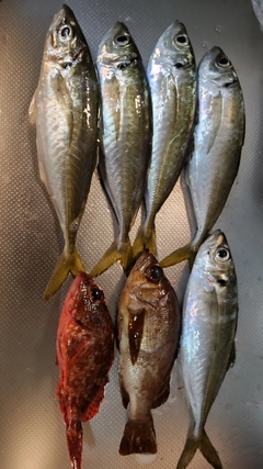 マアジの釣果