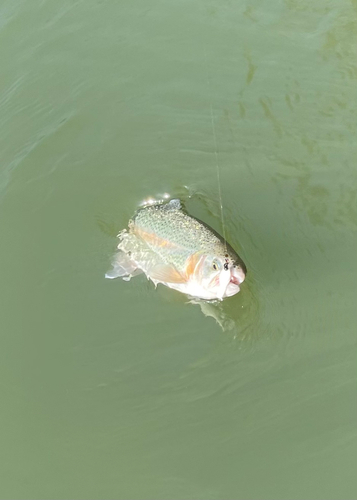 ニジマスの釣果