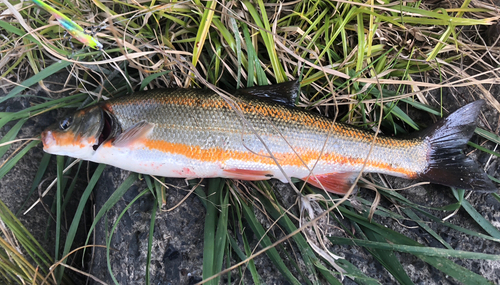 マルタウグイの釣果