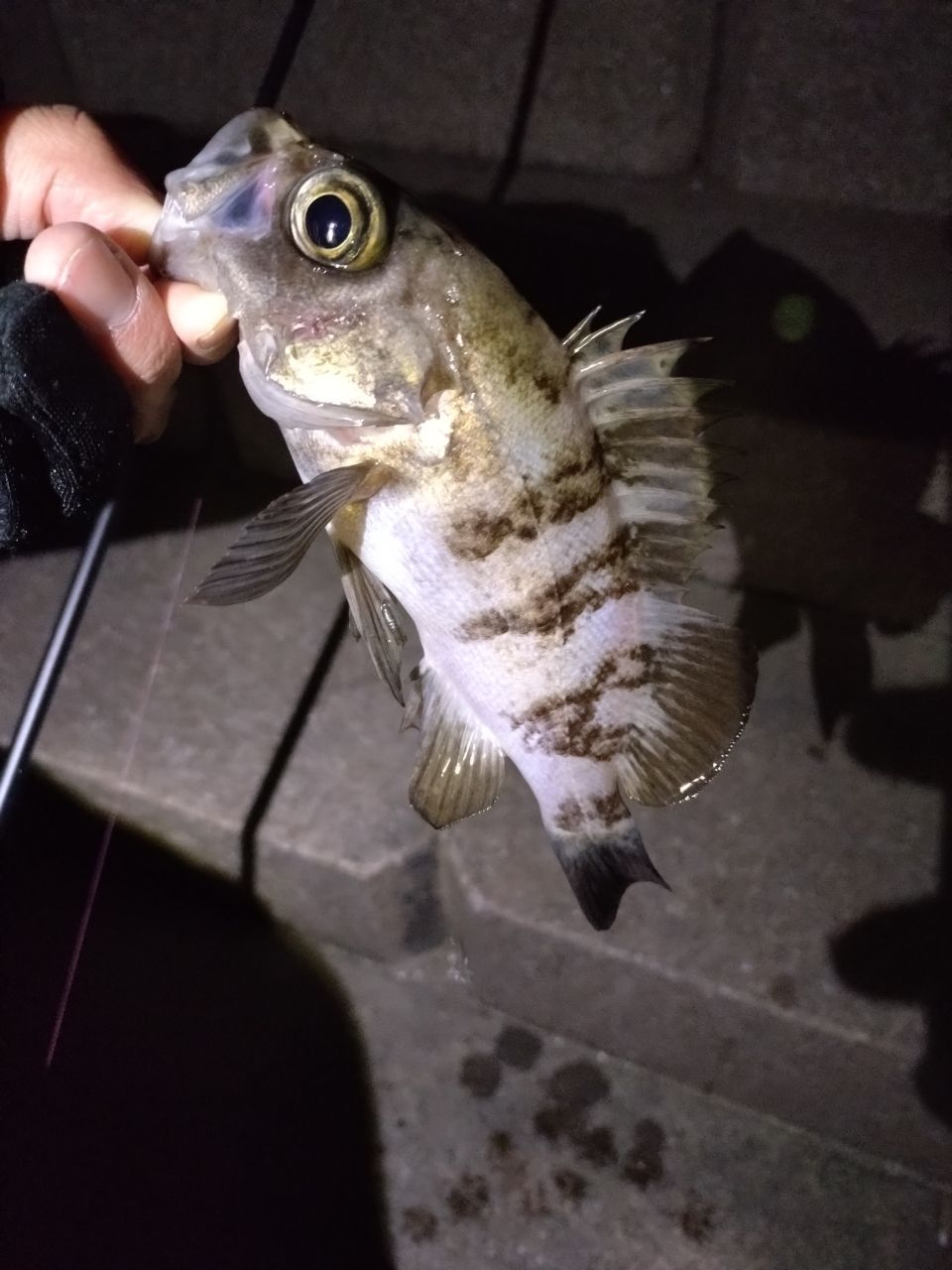 メバル
