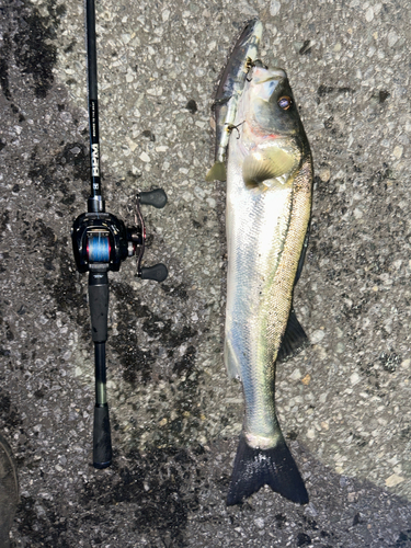 シーバスの釣果