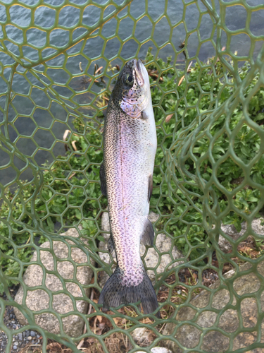 ニジマスの釣果