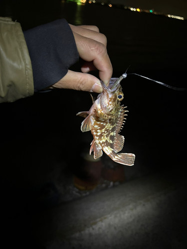 カサゴの釣果