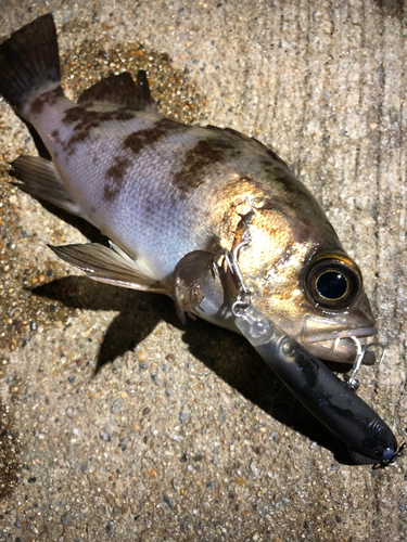 メバルの釣果