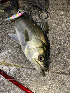 フッコ（マルスズキ）の釣果