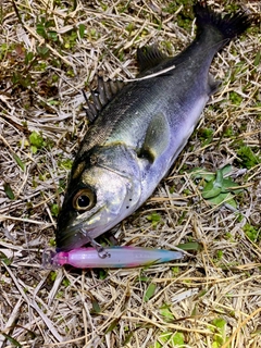 セイゴ（マルスズキ）の釣果