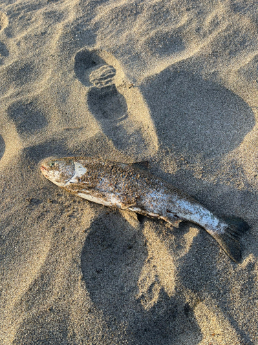 サクラマスの釣果