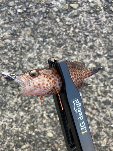 オオモンハタの釣果