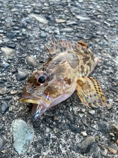 カサゴの釣果