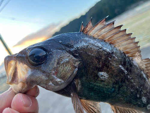 メバルの釣果