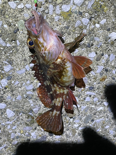 カサゴの釣果