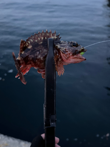 ガシラの釣果