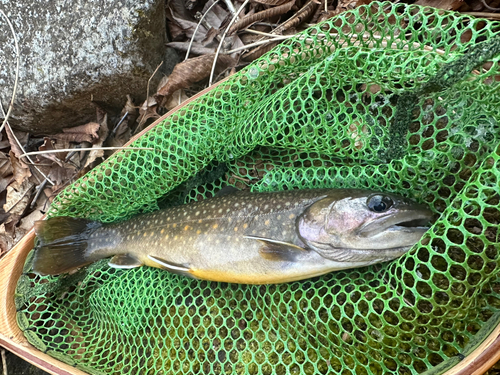 イワナの釣果