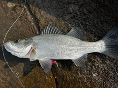 ヒラスズキの釣果