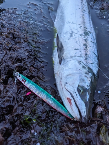 サクラマスの釣果